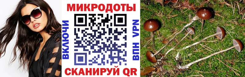 Псилоцибиновые грибы Psilocybe  Няндома 